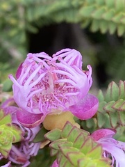 Myrtoideae