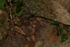 Bungarus multicinctus