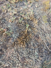 Selaginella rupestris