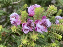 Myrtoideae