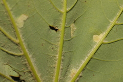 Aceria pseudoplatani