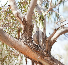 Climacteris picumnus