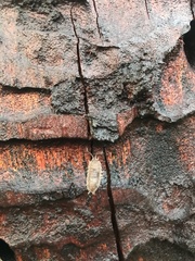 Haplophthalmus danicus