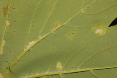 Aceria pseudoplatani