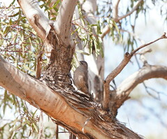 Climacteris picumnus