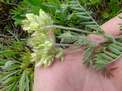 Oxytropis pilosa