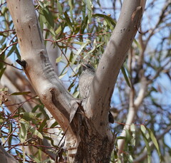 Climacteris picumnus