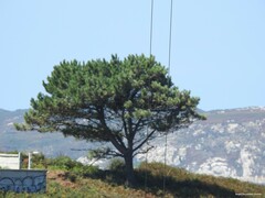 Pinus pinaster