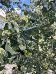 Malus sylvestris