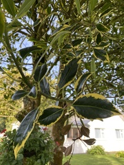 Ilex aquifolium