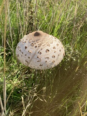Macrolepiota procera