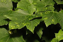 Aceria pseudoplatani