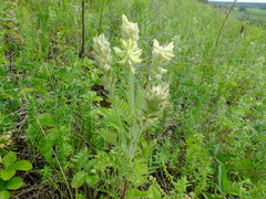 Oxytropis pilosa