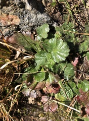Geum montanum
