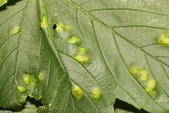 Aceria pseudoplatani