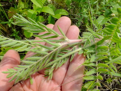 Oxytropis pilosa