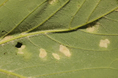 Aceria pseudoplatani