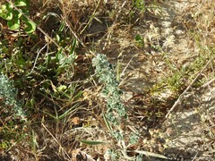 Calystegia soldanella