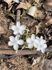 Drosera pallida