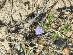 Jasione