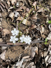 Drosera pallida