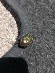 Scarabaeidae