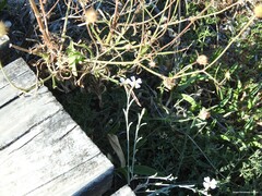 Malcolmia littorea