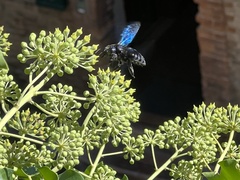Xylocopa violacea