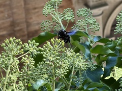 Xylocopa violacea