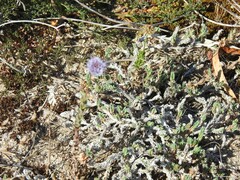 Crucianella maritima