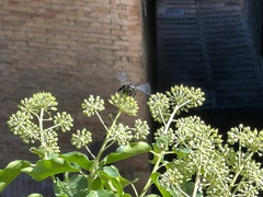 Xylocopa violacea