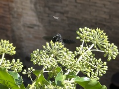 Xylocopa violacea