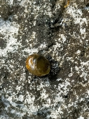 Bullastra lessoni