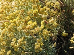 Helichrysum italicum