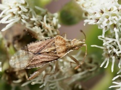 Harmostes fraterculus