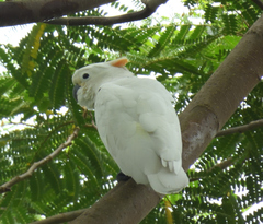 Cacatua