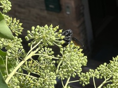 Xylocopa violacea