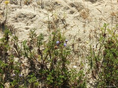 Jasione