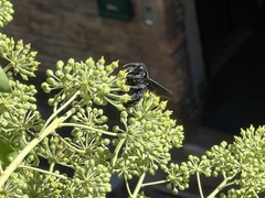 Xylocopa violacea