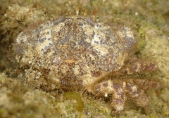 Xanthidae