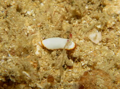 Goniobranchus verrieri