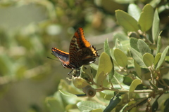 Charaxes jasius