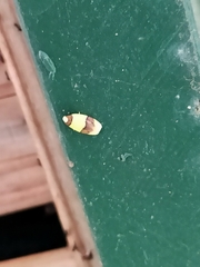 Heterallactis euchrysa