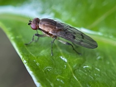 Heleomyzidae