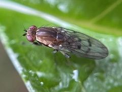 Heleomyzidae