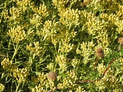 Helichrysum italicum
