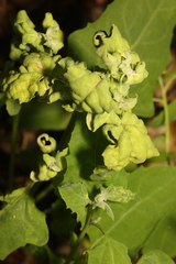 Hayhurstia atriplicis