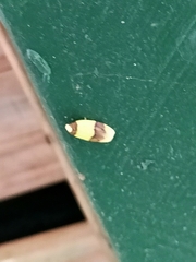 Heterallactis euchrysa