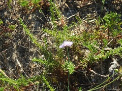 Sixalix atropurpurea