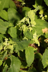 Hayhurstia atriplicis